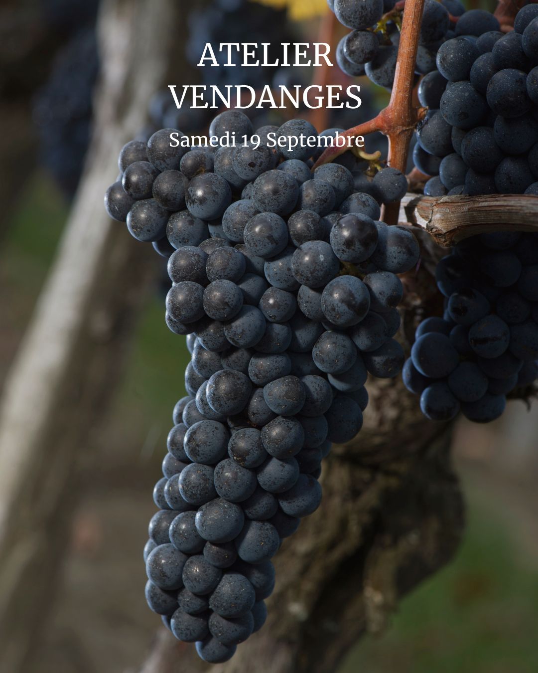 Atelier Vendanges aux Vignobles Chatonnet Néac