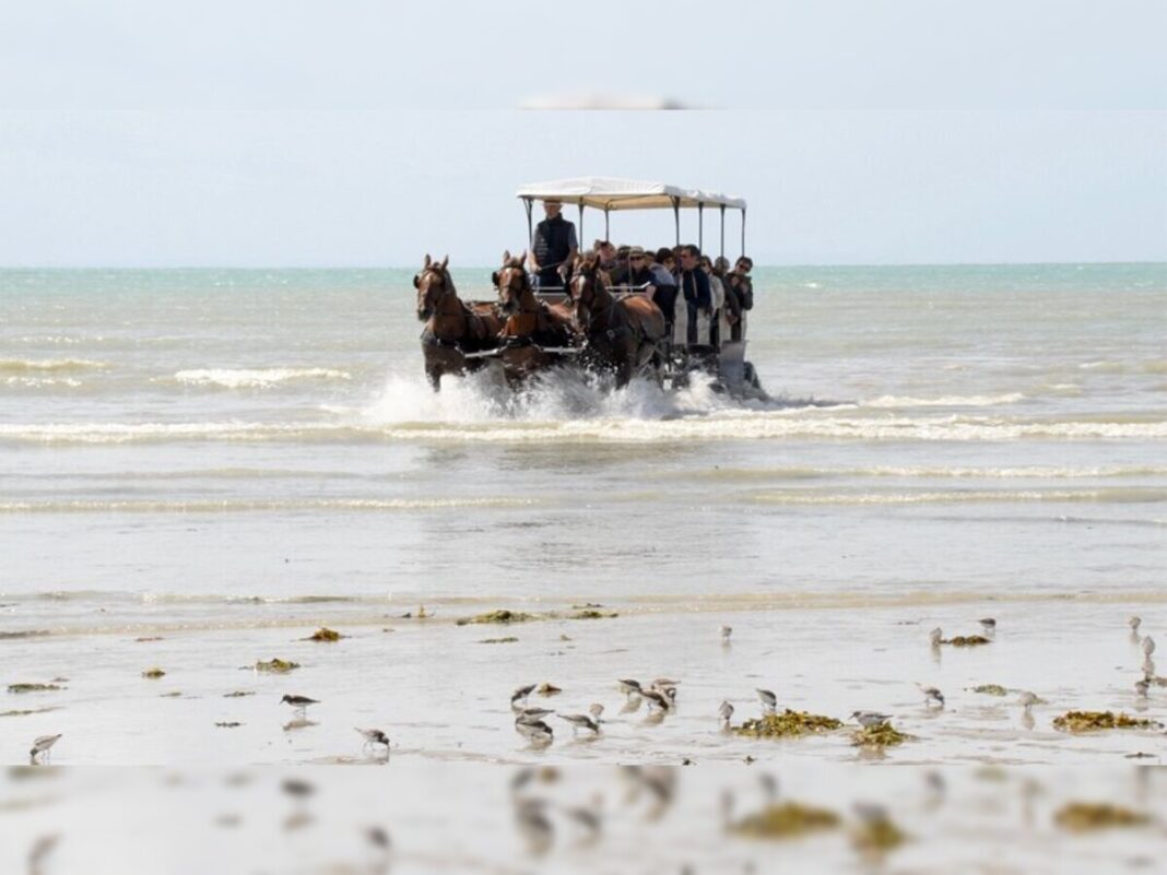 Attelages des Grandes Marées Gouville-sur-Mer