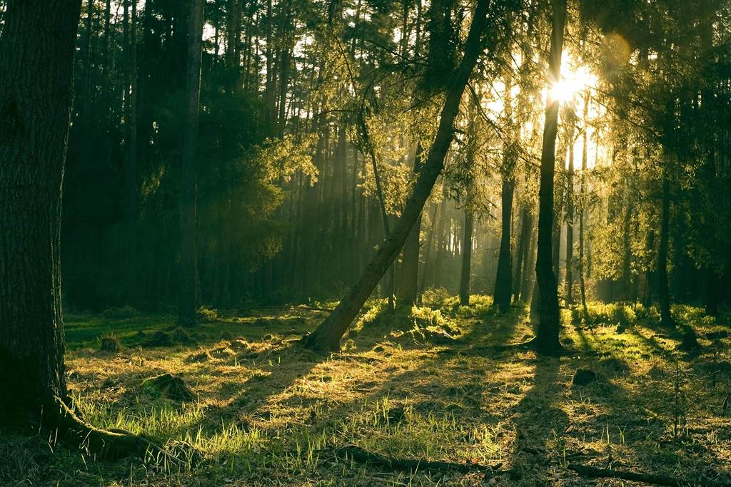 Bain de forêt les bienfaits de la nature sur la santé humaine  Fromelennes