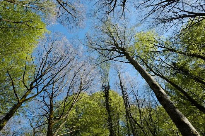 Bain de forêt – les bienfaits de la nature sur la santé humaine, Réserve Naturelle Régionale du marais des trous de Leu, Saint-Léonard