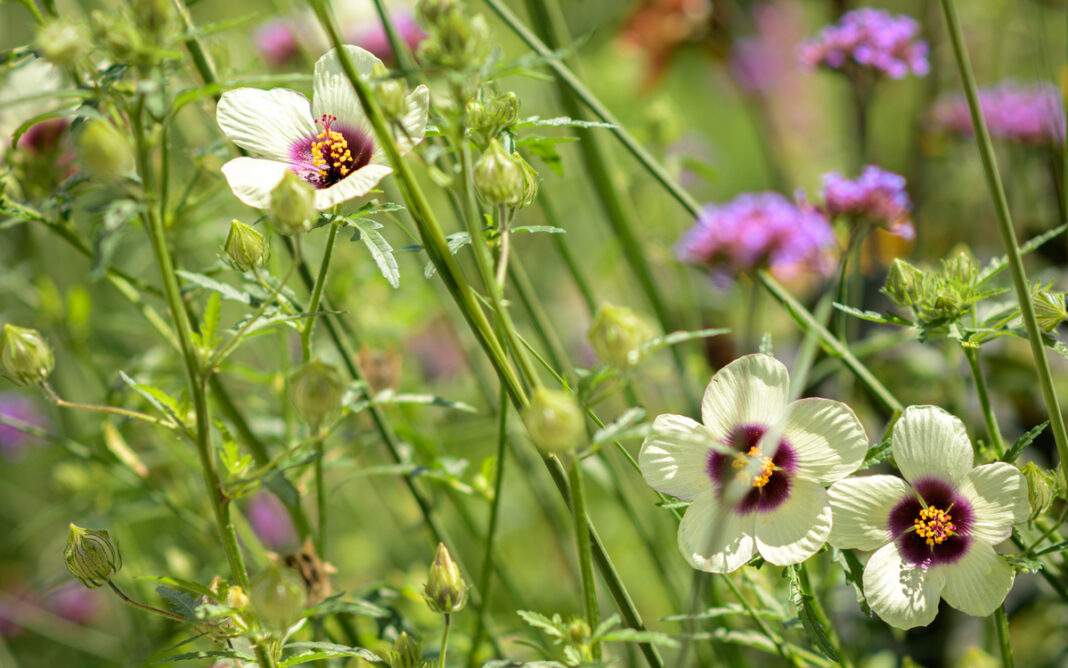 Balade bien être : les bienfaits insoupçonnés des plantes Maison du Jardinage et du Compostage PARIS