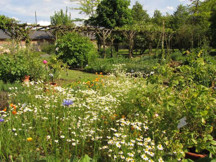 Balade commentée » A la découverte du patrimoine végétal », Conservatoire national des plantes, Milly-la-Forêt
