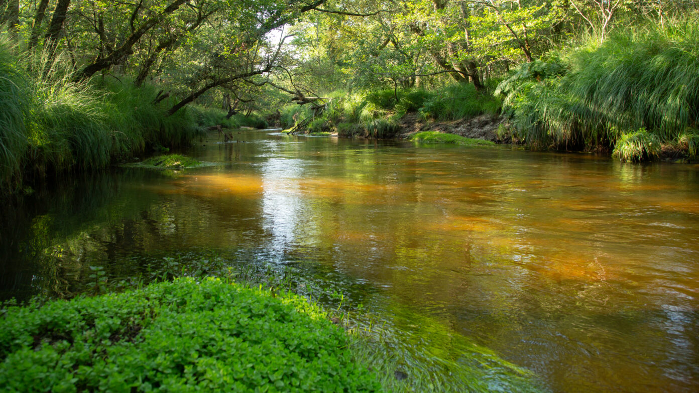 Balade découverte au bord de la Leyre Relais nature Le Teich