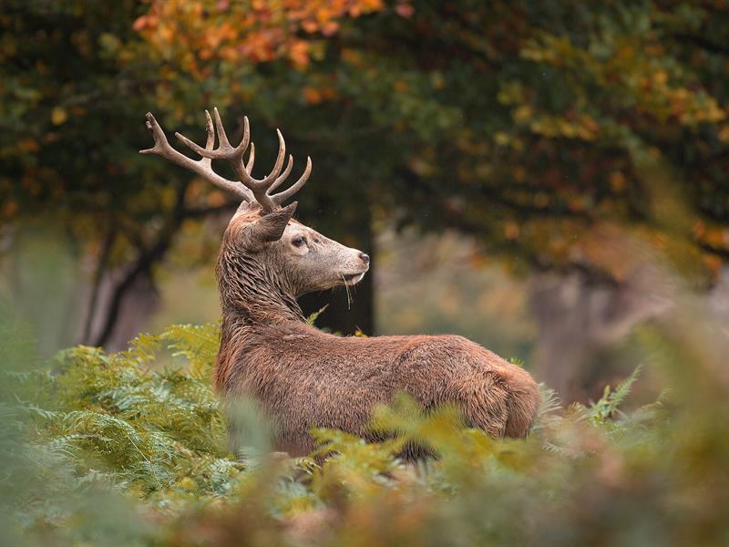 Balade forestière Le brâme du cerf lieu précis a définir La Petite-Pierre 2026-10-03