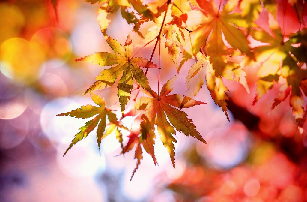 Balade | Les couleurs d’automne Mauzac-et-Grand-Castang