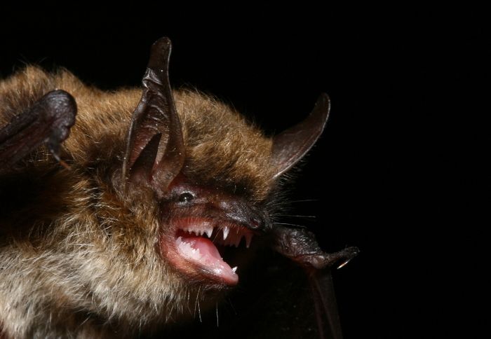 Balade nocturne : à la recherche des chauves-souris Coulombs-en-Valois Coulombs-en-Valois