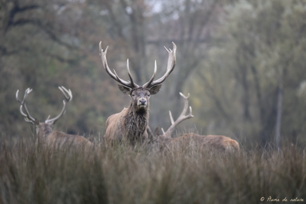 Brame du cerf en Sologne avec Plume de nature Chambord