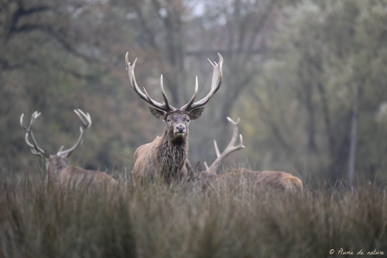 Brame du cerf en Sologne avec Plume de nature  Chambord 2026-09-19