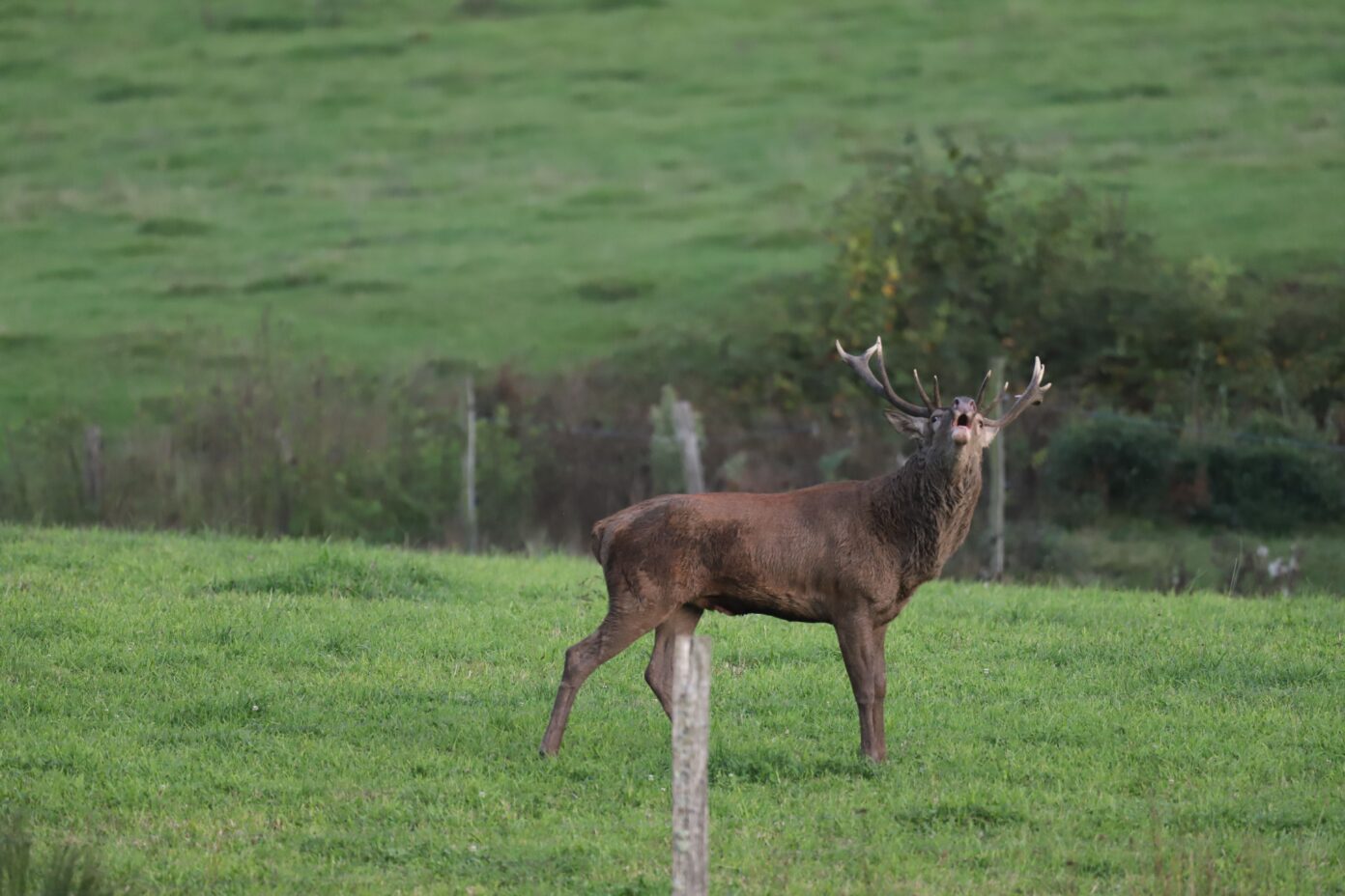 Brame du cerf Milhac-de-Nontron