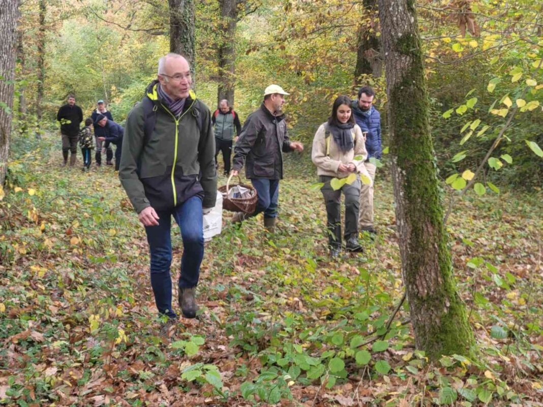 Champignons en forêt Orléans