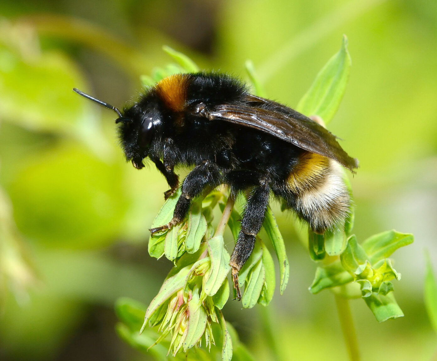 Chantier participatif, un mur pour les abeilles sauvages Jardin bourdonnant Maisonnais-sur-Tardoire