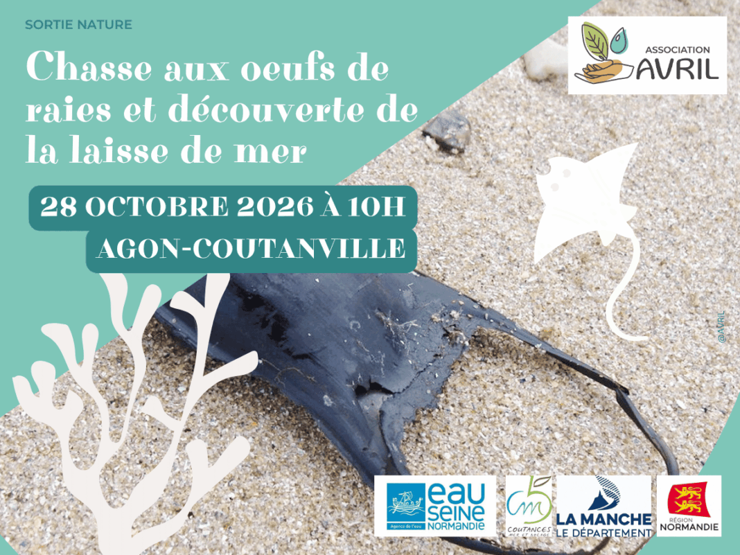 Chasse aux oeufs de raies et découverte de la laisse de mer  Agon-Coutainville