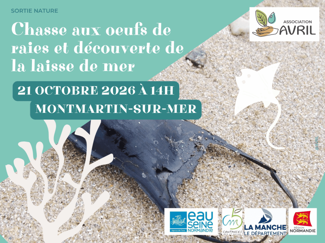 Chasse aux oeufs de raies et découverte de la laisse de mer  Montmartin-sur-Mer