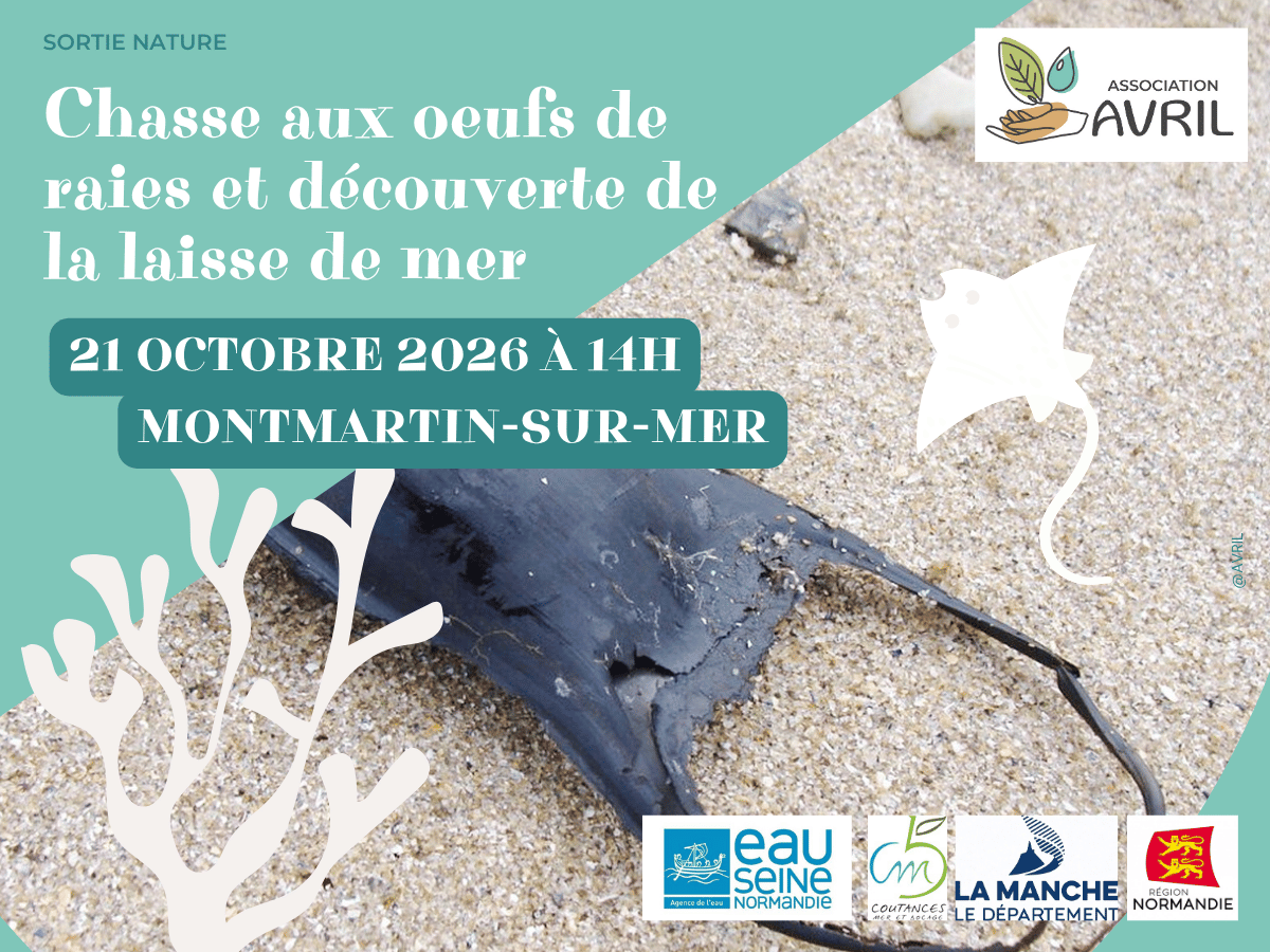 Chasse aux oeufs de raies et découverte de la laisse de mer  Montmartin-sur-Mer
