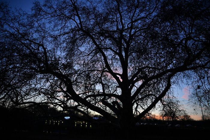 Chouette nuit ! Parc de la Citadelle Lille