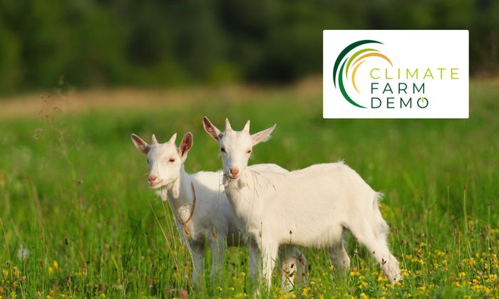 Ciné-Débat « Elevages caprins 2.0 » (49), Chambre d&rsquo;agriculture Pays de la Loire, Beaupréau (49), Beaupréau-en-Mauges
