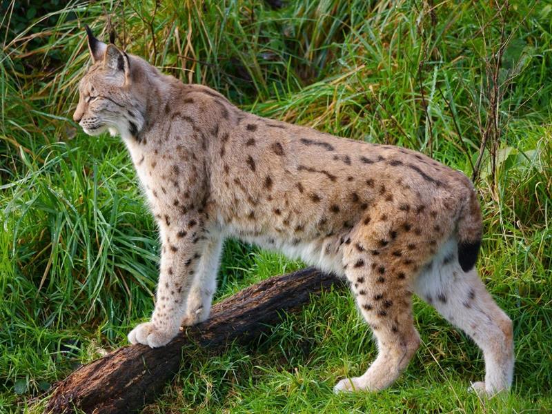 Ciné-débat Le retour fragile du Lynx Wegscheid