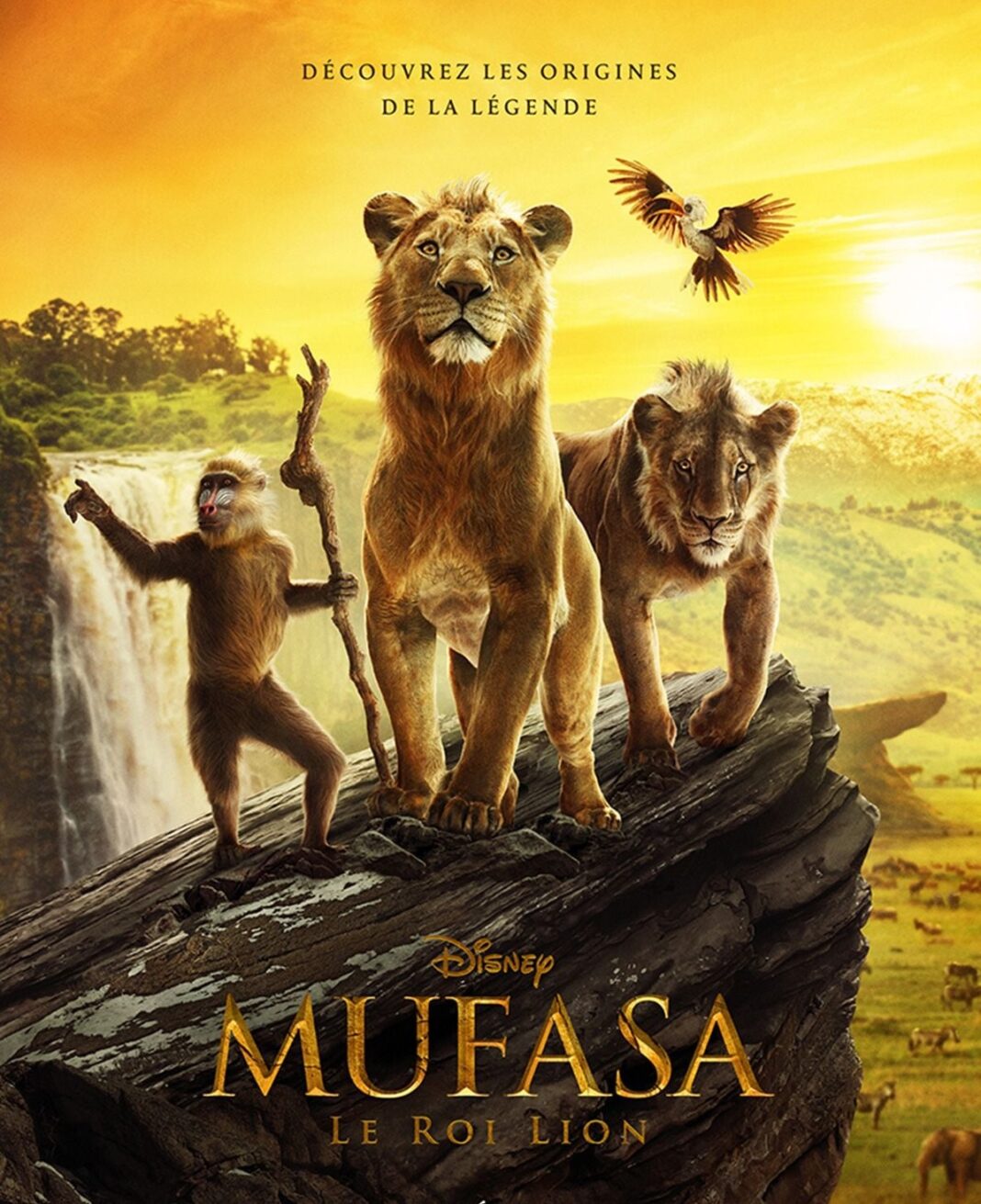 Ciné Plein Air Mufasa le roi lion Cinéma Grand Ecran Saint-Vincent-de-Tyrosse