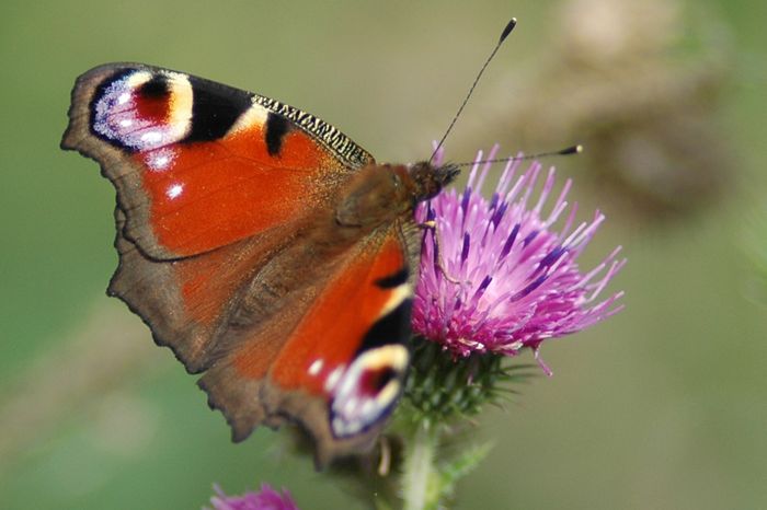 COMPLET – Balade naturaliste : concours d’illusion chez les Papillons, LOMME, Lomme