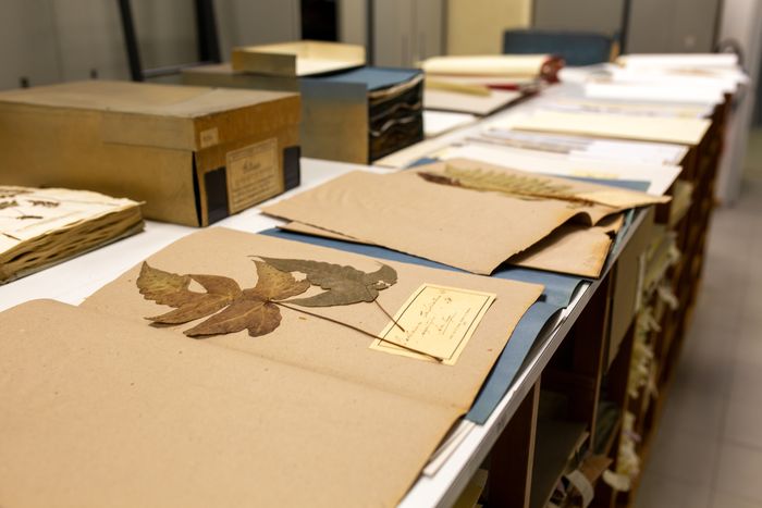 Création et gestion d’un herbier scientifique : un travail de fourmi !, Jardin botanique de l’université de Strasbourg, Strasbourg