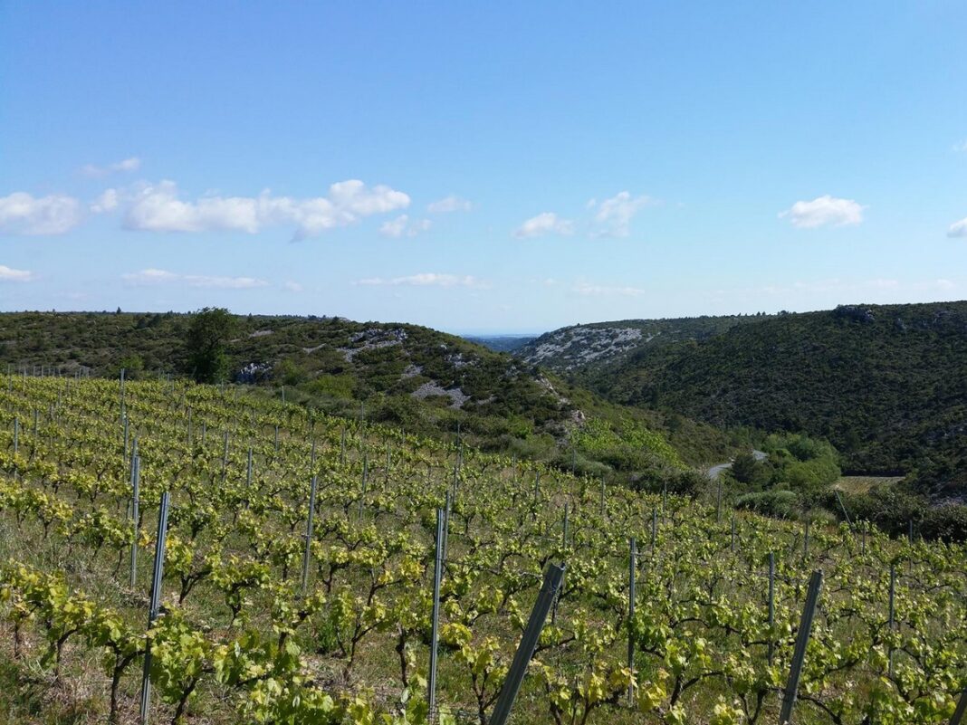 DE FERME EN FERME NARBONNAIS, CORBIERES-MINERVOIS  Thézan-des-Corbières