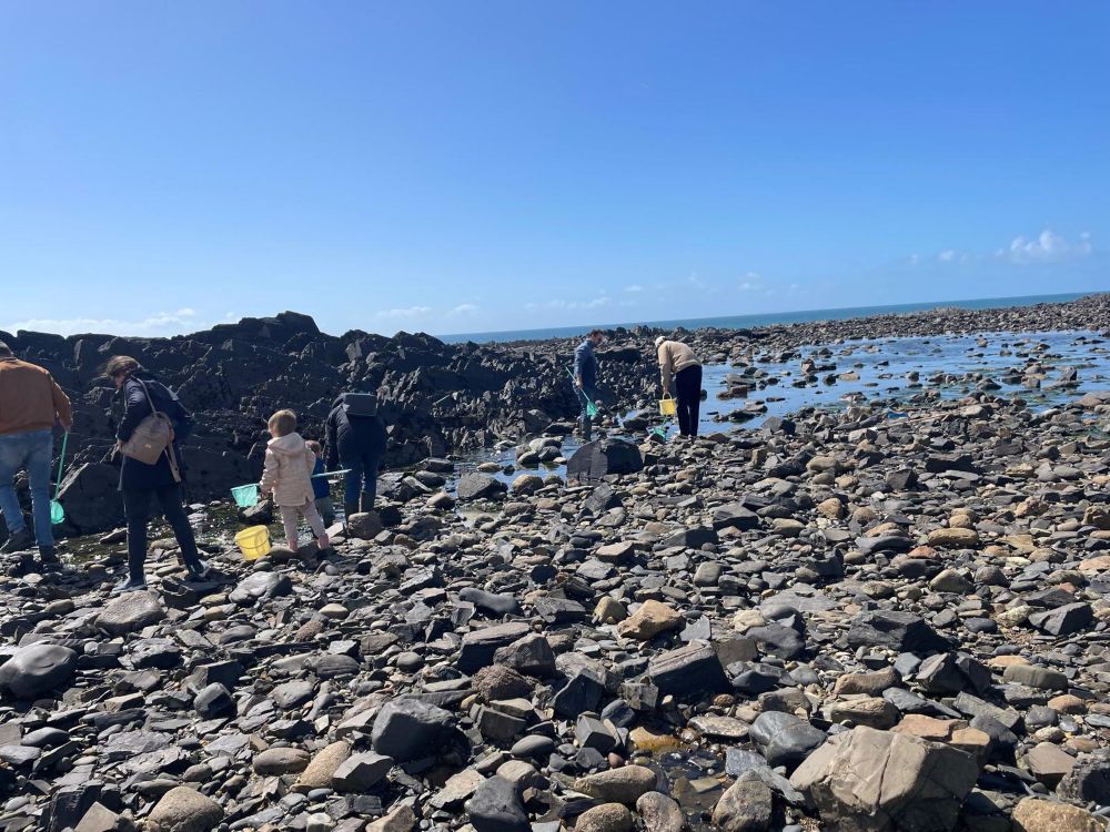 Découverte de la pêche à pied Les Pieux Les Pieux