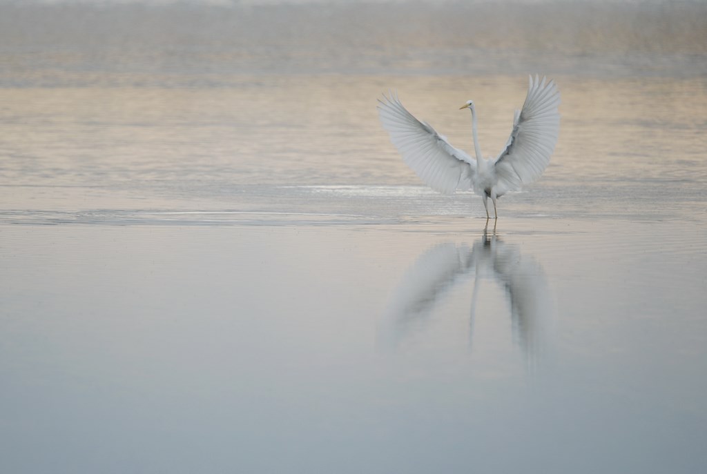 Découverte des oiseaux avec la LPO Lussat
