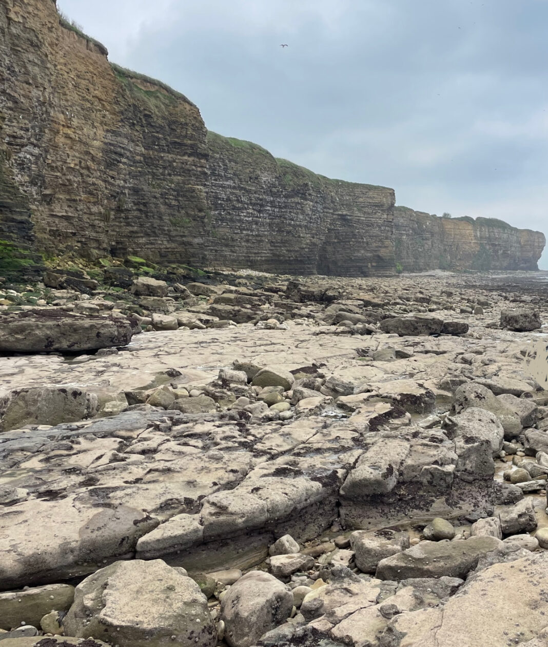 Découverte des oiseaux des falaises du Bessin Rue de la Percée Vierville-sur-Mer