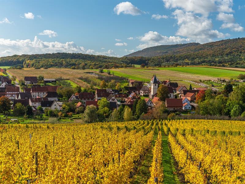 Dégustation de vins et balade dans les vignes Steinseltz
