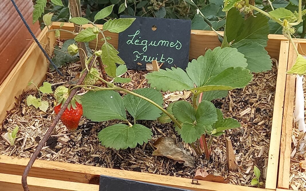 Des fraisiers à rapporter chez soi et à multiplier en bac Maison du Jardinage et du Compostage PARIS