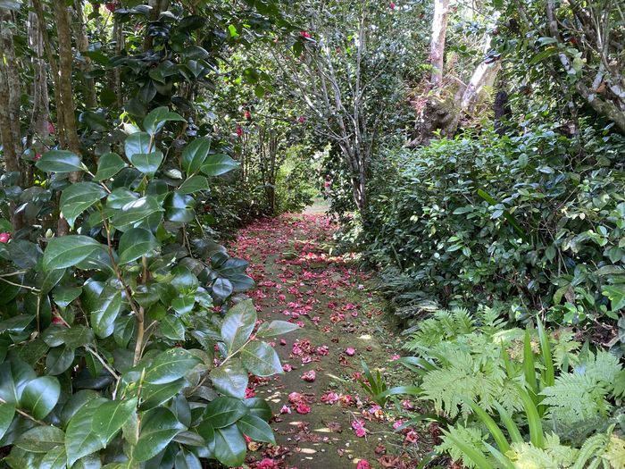 Des hommes et des plantes à La Réunion: découverte du jardin de La Vallée Heureuse, La Vallée Heureuse, Saint-Denis