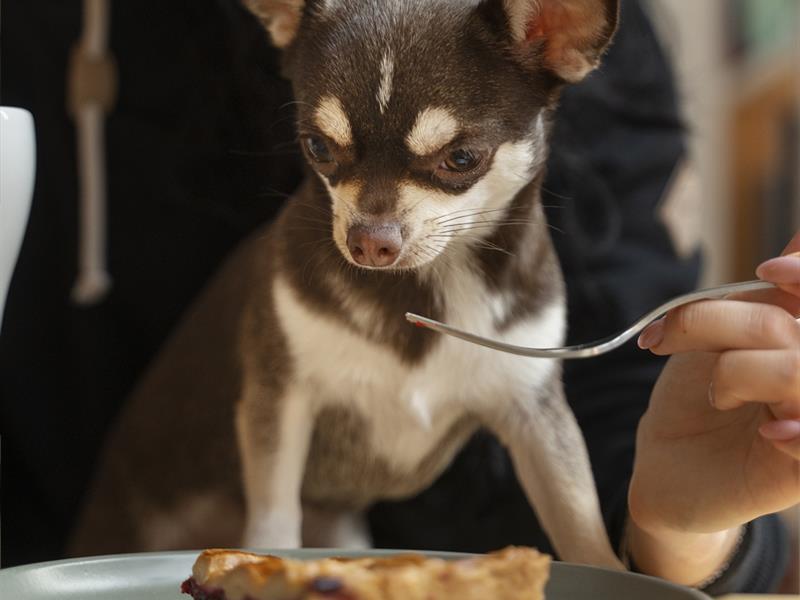 Dîner dog-friendly Restaurant Au Bec Fin Thionville
