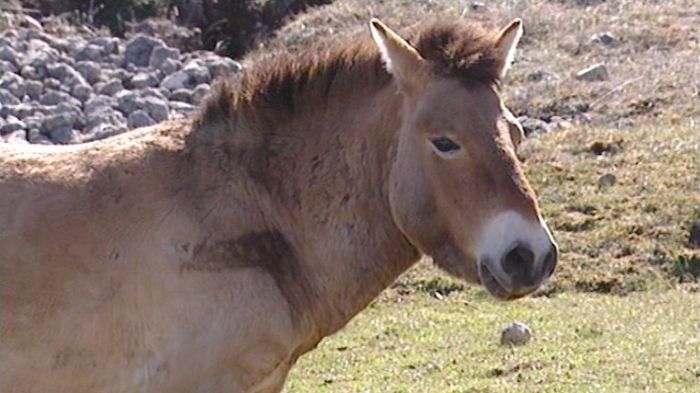 Docu givré « Przewalski, le dernier cheval sauvage » (Dominique Garing et Laurent Charbonnier · 52 min · 2005), Espace des Mondes polaires, Prémanon