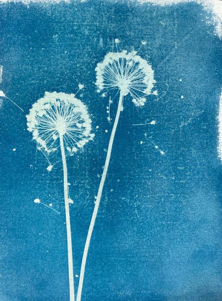 Empreintes de lumière
Découvrez une sélection d’ouvrages sur l’histoire de la photographie et initiez-vous au cyanotype., Médiathèque Edouard-Glissant, Le Blanc-Mesnil
