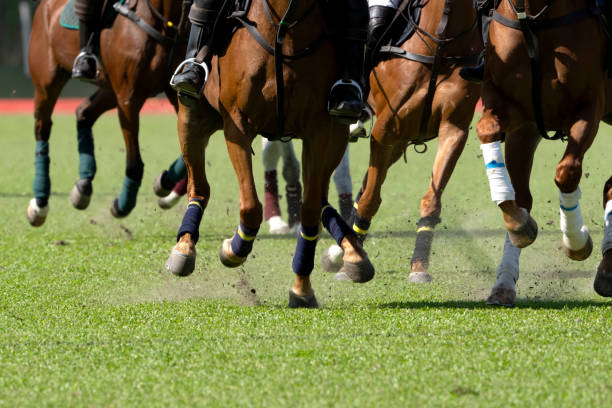 Endurance équestre les deux jours de la Briance Jourgnac