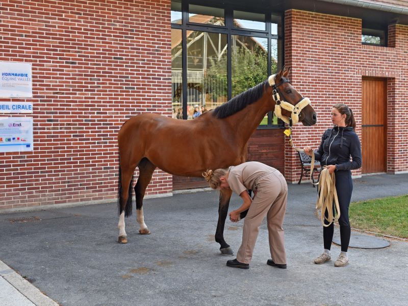 [Équidays] Visite de Normandie Equine Vallée Normandie Équine Vallée Goustranville