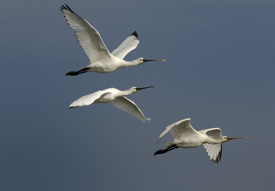 Escale avec les oiseaux migrateurs Rue du Port Le Teich
