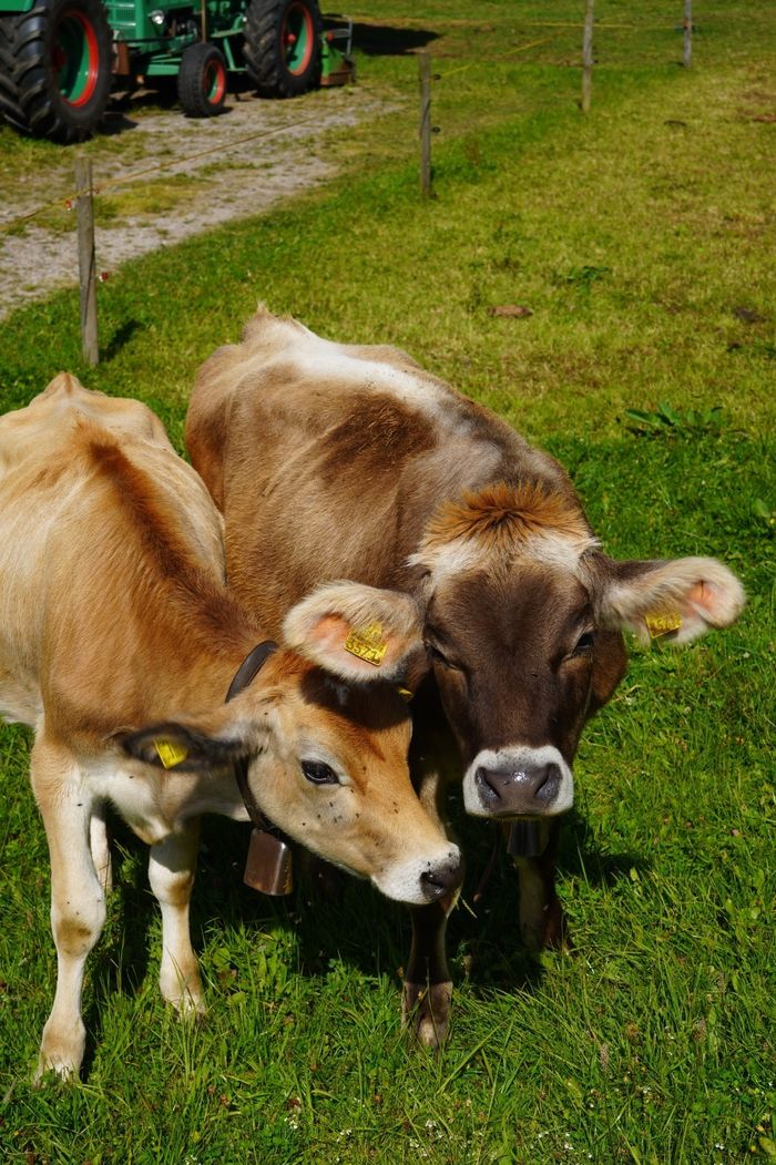ESCAPADE GOURMANDE : VISITE DE LA FERME ET DÉGUSTATION DE PRODUITS LOCAUX, Autre lieu, Genève