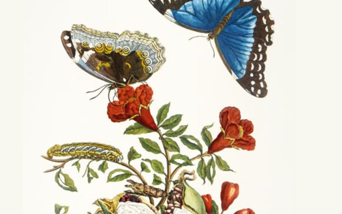 Exposition Anna Maria Sibylla Merian Bibliothèque Colette Vivier Paris