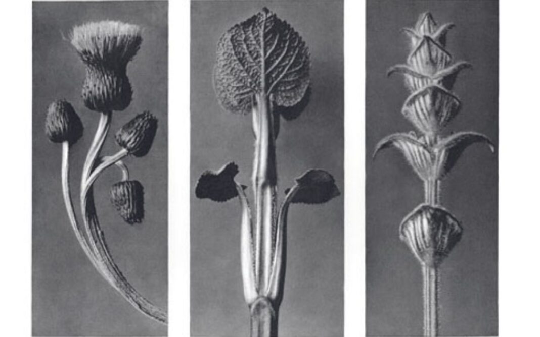 Exposition des photographies de Karl Blossfeldt Bibliothèque Colette Vivier Paris