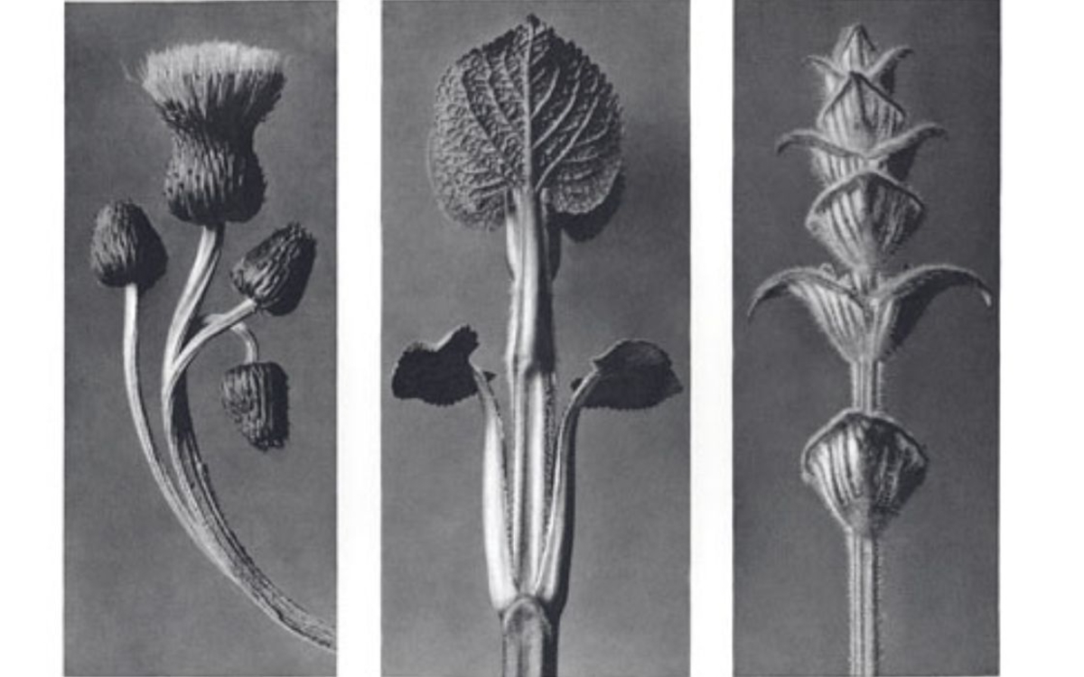 Exposition des photographies de Karl Blossfeldt Bibliothèque Colette Vivier Paris