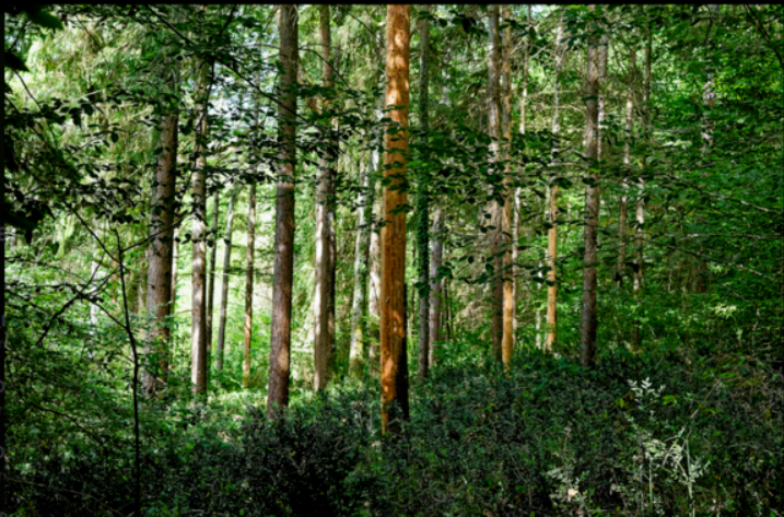 EXPOSITION UN REGARD SUR LA FORÊT LA CAFETIERE Aurignac