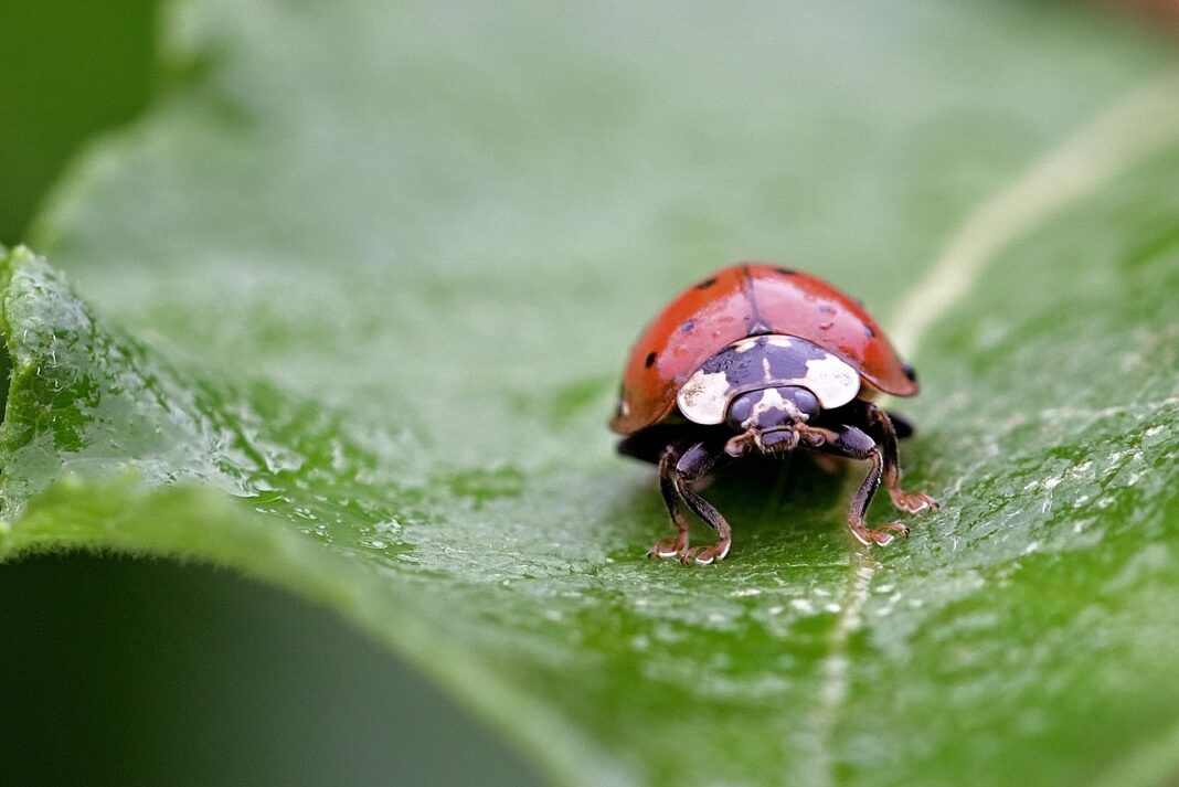 FABRICATION D’UN ABREUVOIR À INSECTES Saint-Étienne-Vallée-Française