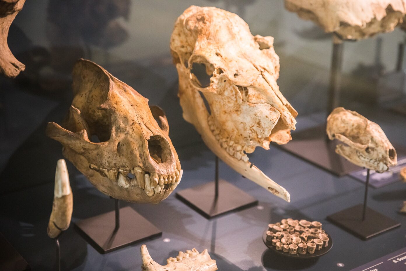 FÊTE DE LA SCIENCE AU MUSÉE MUSÉE DE L&rsquo;AURIGNACIEN Aurignac