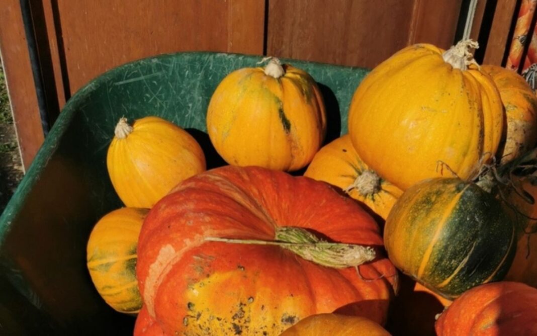 Fête de la soupe au jardin partagé Jardin partagé PARIS