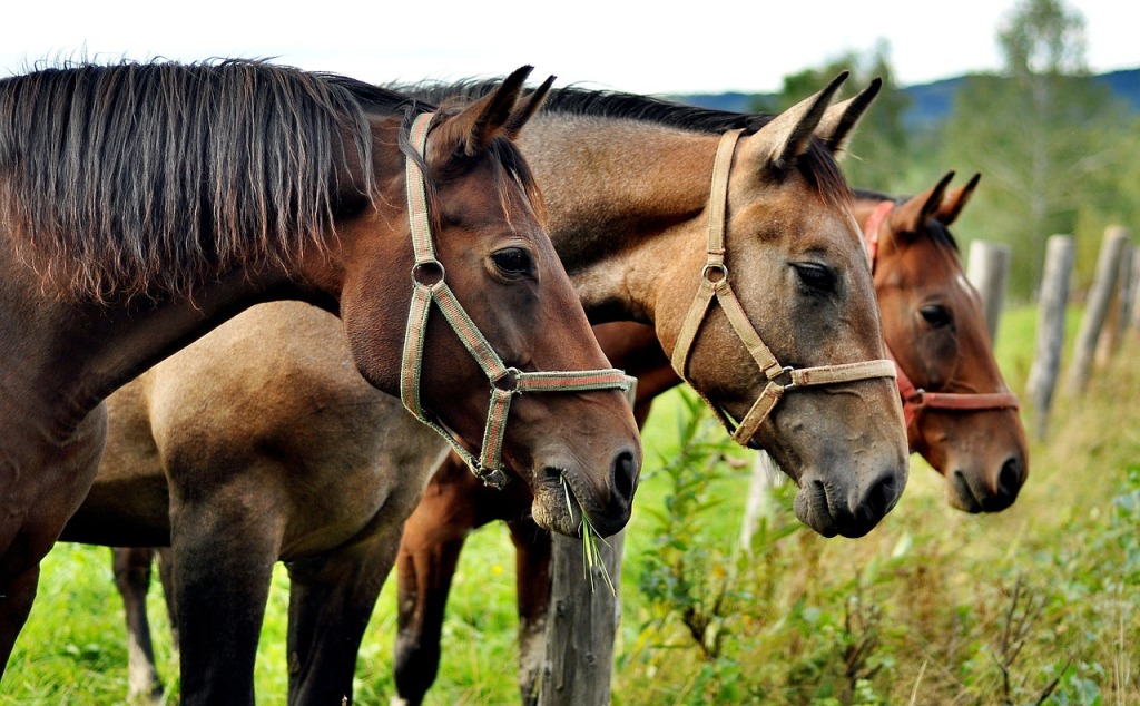 Fête du cheval et vide-grenier Route des Allées Coussac-Bonneval