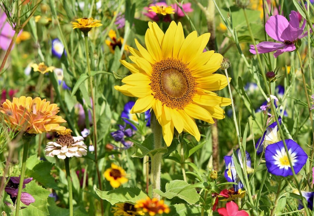 Foire au jardin La Chapelle-Aubareil