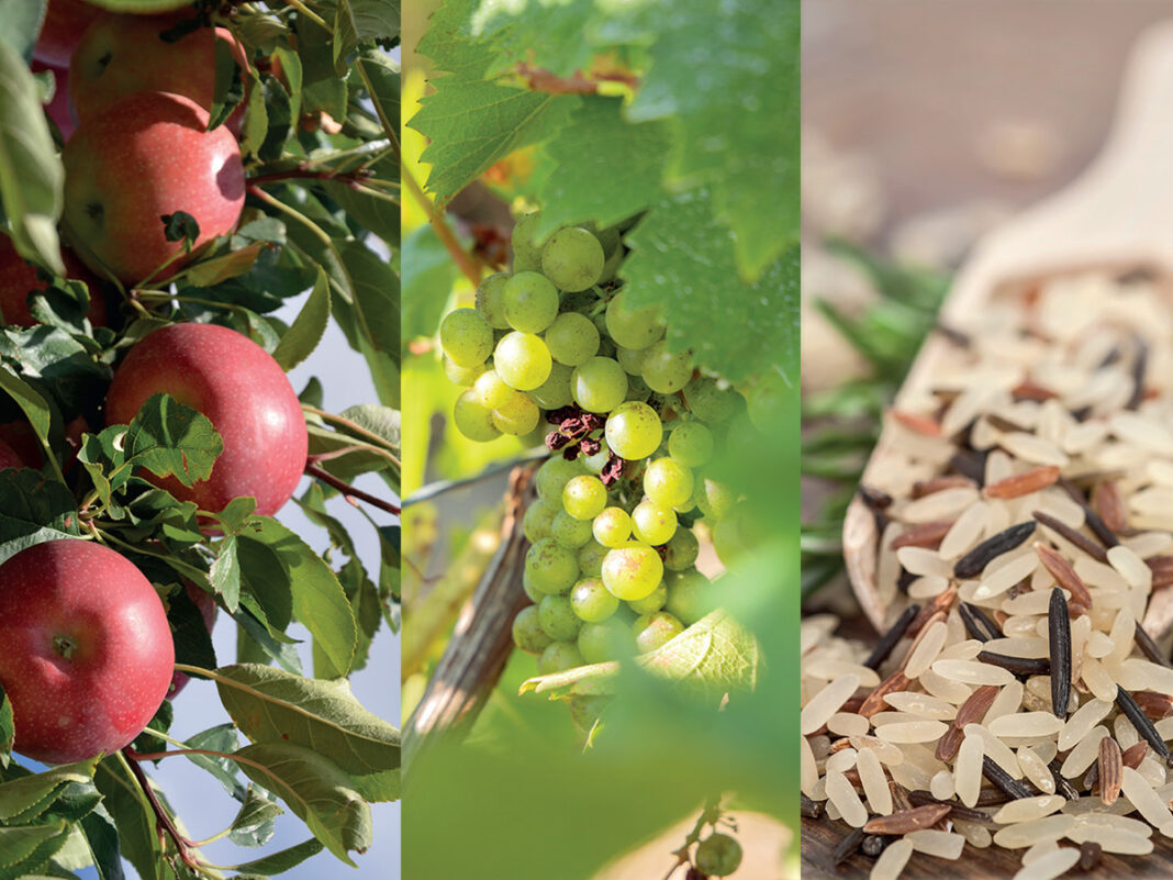 FOIRE DE LA POMME, DU VIN ET DU RIZ Aigues-Vives