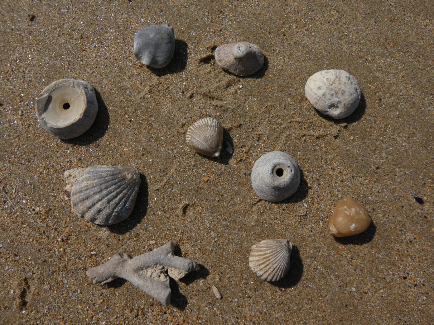 Fossiles, coquillages et l’évolution des espèces Extrémité Ouest de la digue Lion-sur-Mer