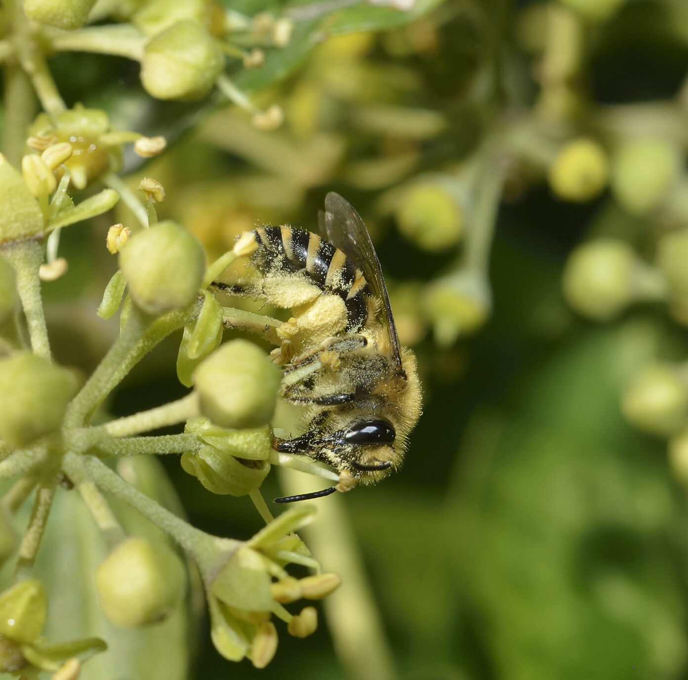 Grand jeu à la découverte des pollinisateurs ! Bussière-Badil
